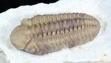 Caremel Colored Kainops Trilobite - Oklahoma #23105-4